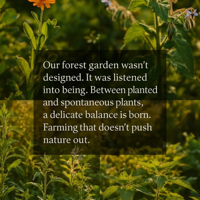 Our forest garden wasn’t designed. It was listened into being.
Here, plants aren’t just ‘cultivated.’ They are hosted, supported, chosen, and free.
Between a planted pear tree and a wild hazel, between a bed of herbs and a patch of spontaneous flowers, a delicate balance is born:
farming that doesn’t push nature out, but makes space for it.
No weedkillers. No rigid plans. Just shears, patience, and a loving gaze."

#forestgarden #sustainablefarming #permaculture #organicgardening #naturelovers #greenthumb #ecoagriculture #wildflowers #spontaneousplants #gardeningwithlove #naturebalance #patienceandcare